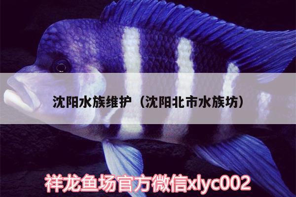 沈陽水族維護（沈陽北市水族坊） BD魟魚