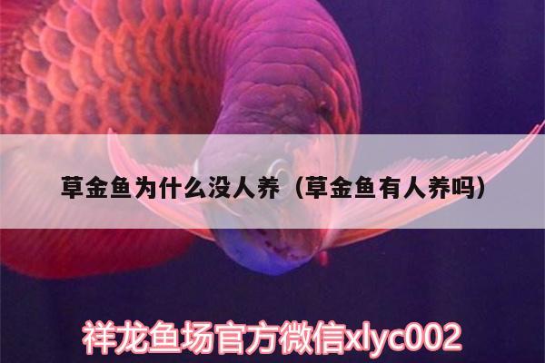 草金魚為什么沒人養(yǎng)（草金魚有人養(yǎng)嗎） 丹頂錦鯉魚