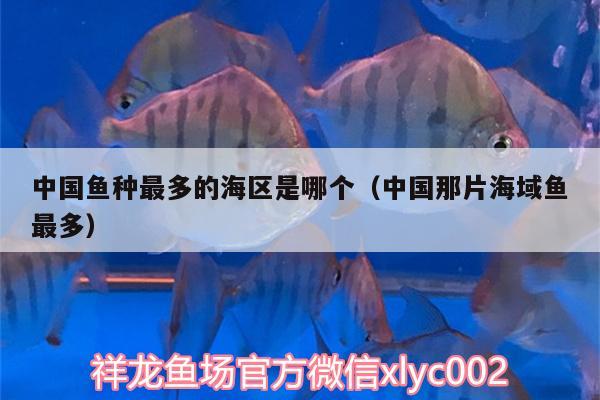 中國魚種最多的海區(qū)是哪個（中國那片海域魚最多）