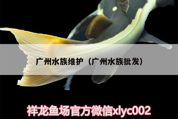 廣州水族維護（廣州水族批發(fā)） 祥龍傳奇品牌魚缸