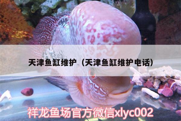 天津魚缸維護(hù)（天津魚缸維護(hù)電話）