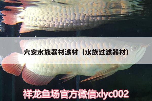 六安水族器材濾材（水族過濾器材） 純血皇冠黑白魟魚 第2張