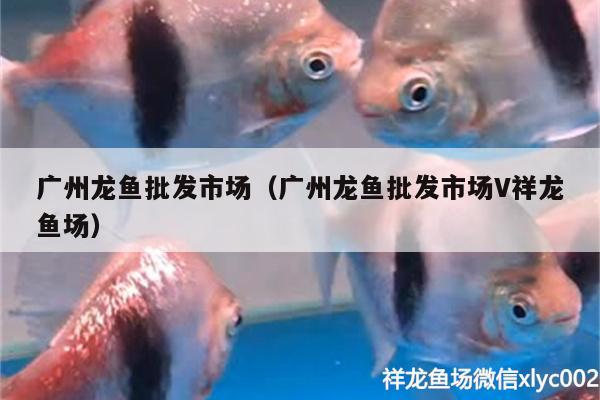 廣州龍魚批發(fā)市場（廣州龍魚批發(fā)市場V祥龍魚場）