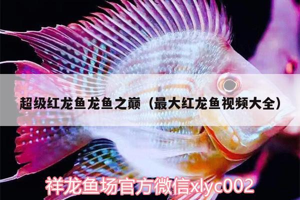 超級紅龍魚龍魚之巔（最大紅龍魚視頻大全）