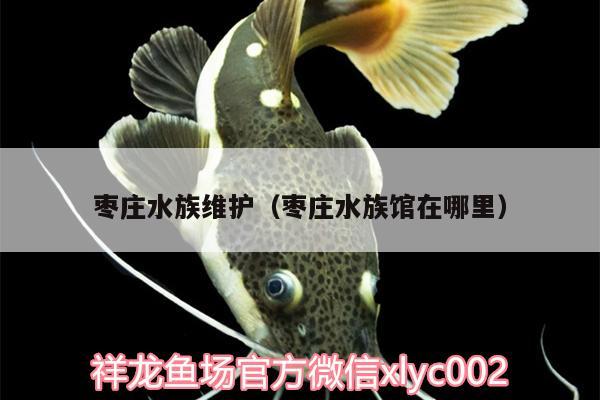 棗莊水族維護(hù)（棗莊水族館在哪里） 七紋巨鯉魚