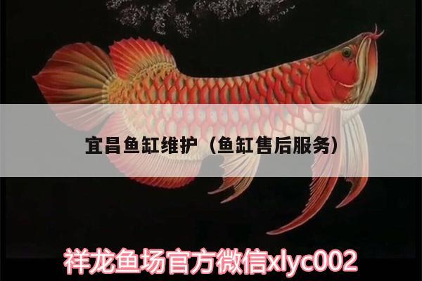 宜昌魚缸維護（魚缸售后服務） 喂食器