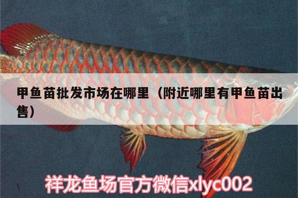 甲魚苗批發(fā)市場在哪里（附近哪里有甲魚苗出售） 觀賞魚魚苗