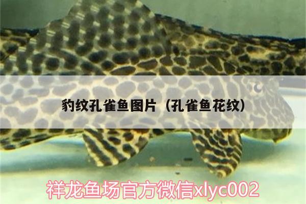 豹紋孔雀魚(yú)圖片（孔雀魚(yú)花紋） 定時(shí)器/自控系統(tǒng)