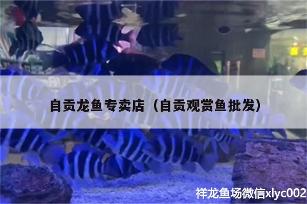 自貢龍魚專賣店（自貢觀賞魚批發(fā)）