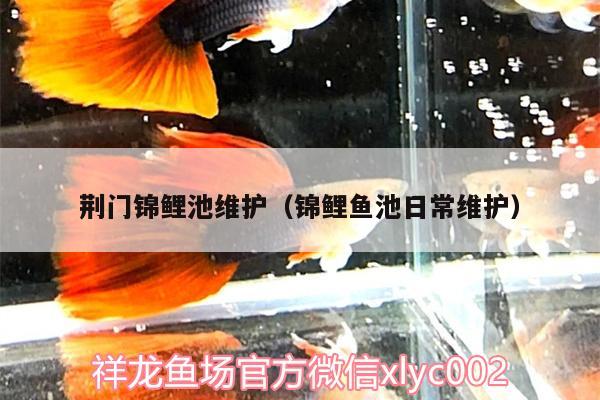 荊門錦鯉池維護(hù)（錦鯉魚池日常維護(hù)） 福魟魟魚