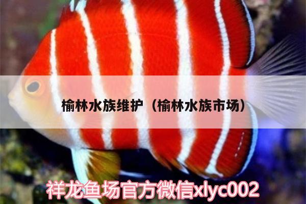 榆林水族維護（榆林水族市場）