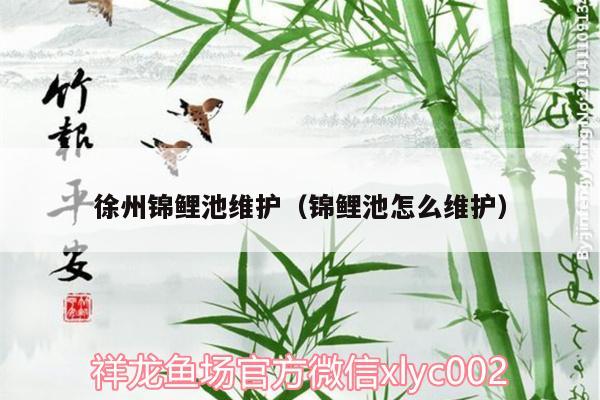 徐州錦鯉池維護(hù)（錦鯉池怎么維護(hù)） 祥龍金禾金龍魚