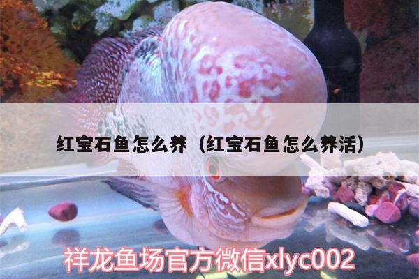 紅寶石魚怎么養(yǎng)（紅寶石魚怎么養(yǎng)活）