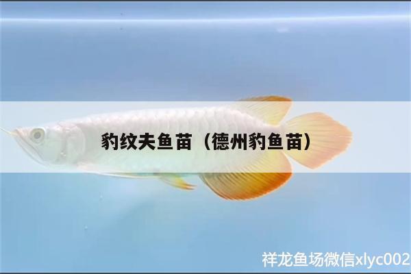 豹紋夫魚苗（德州豹魚苗）