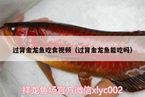 過(guò)背金龍魚(yú)吃食視頻（過(guò)背金龍魚(yú)能吃嗎） 過(guò)背金龍魚(yú)