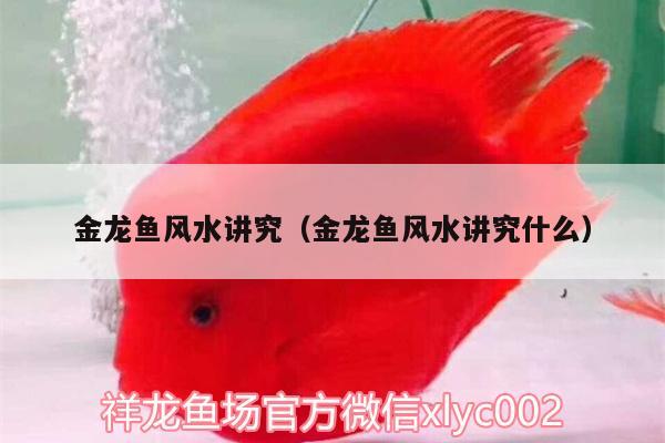 金龍魚風水講究（金龍魚風水講究什么）