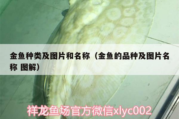 金魚種類及圖片和名稱（金魚的品種及圖片名稱圖解） 觀賞魚企業(yè)目錄