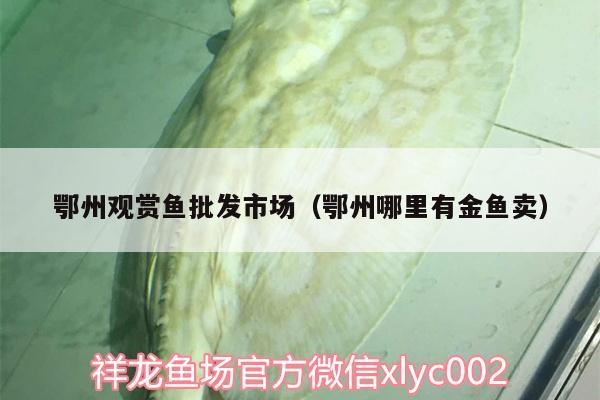 鄂州觀賞魚批發(fā)市場(chǎng)（鄂州哪里有金魚賣） 觀賞魚批發(fā)