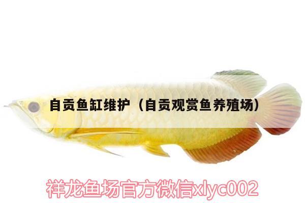 自貢魚(yú)缸維護(hù)（自貢觀賞魚(yú)養(yǎng)殖場(chǎng)） 印尼紅龍魚(yú) 第2張