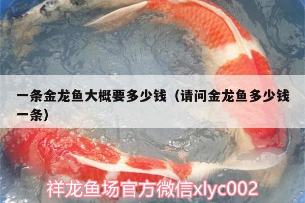 一條金龍魚大概要多少錢（請問金龍魚多少錢一條）