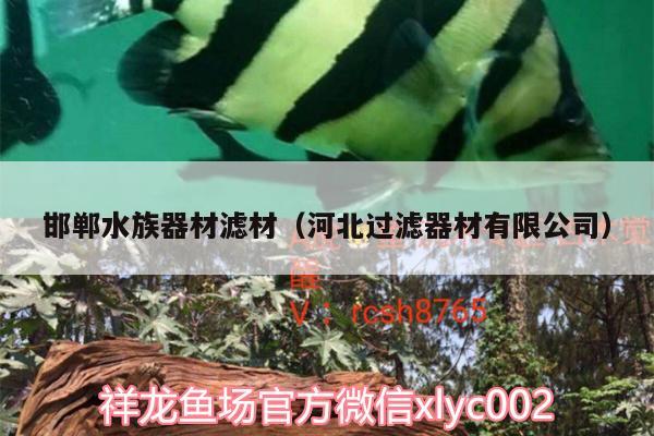 邯鄲水族器材濾材（河北過濾器材有限公司） 短身紅龍魚