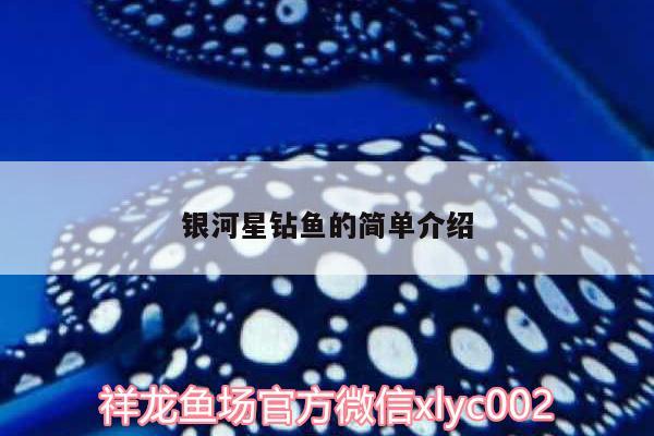 銀河星鉆魚的簡單介紹 銀河星鉆魚