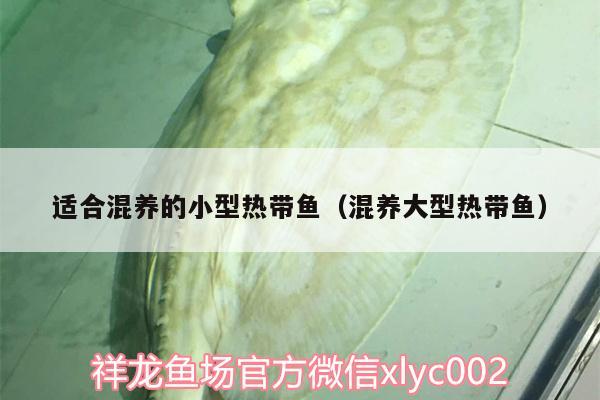 適合混養(yǎng)的小型熱帶魚(yú)（混養(yǎng)大型熱帶魚(yú)）