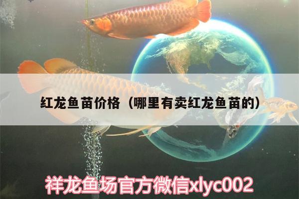 紅龍魚苗價格（哪里有賣紅龍魚苗的） 水族維護服務（上門）