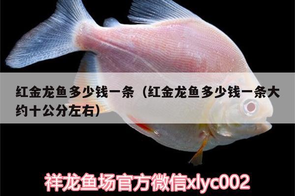 紅金龍魚多少錢一條（紅金龍魚多少錢一條大約十公分左右） 雪龍魚