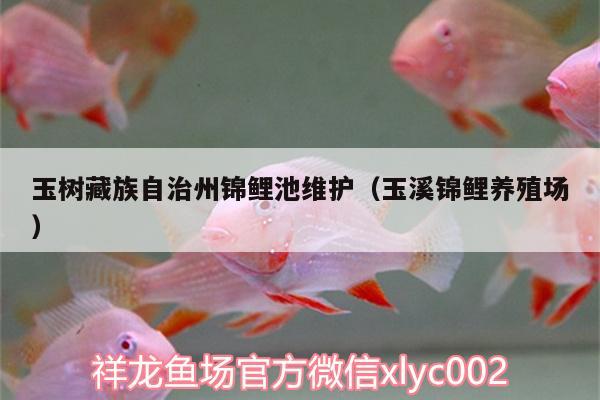 玉樹藏族自治州錦鯉池維護（玉溪錦鯉養(yǎng)殖場） 非洲金鼓魚