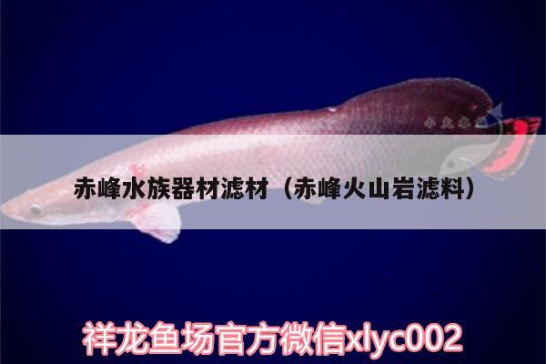 赤峰水族器材濾材（赤峰火山巖濾料） 泰國(guó)虎魚(yú)