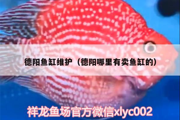 德陽(yáng)魚(yú)缸維護(hù)（德陽(yáng)哪里有賣(mài)魚(yú)缸的） 生態(tài)瓶/創(chuàng)意缸/桌面微景缸