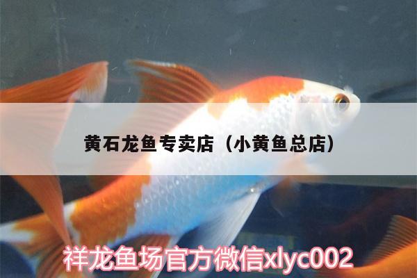 黃石龍魚專賣店（小黃魚總店） 非洲金鼓魚