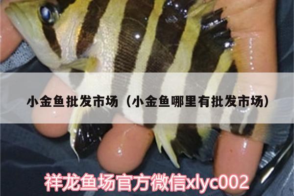 小金魚批發(fā)市場（小金魚哪里有批發(fā)市場） 七紋巨鯉魚