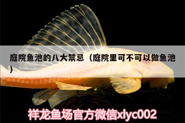 庭院魚池的八大禁忌（庭院里可不可以做魚池） 祥禾Super Red紅龍魚