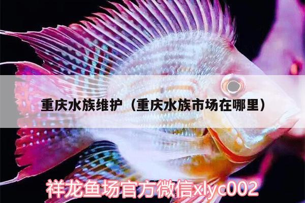 重慶水族維護(hù)（重慶水族市場在哪里）