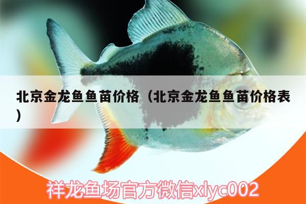 北京金龍魚魚苗價(jià)格（北京金龍魚魚苗價(jià)格表）