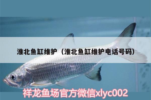 淮北魚缸維護（淮北魚缸維護電話號碼） 圣菲埃及魚