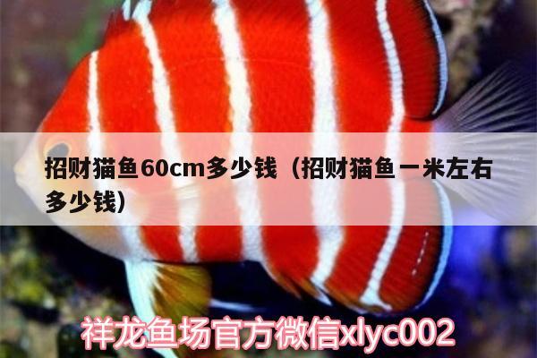 招財貓魚60cm多少錢（招財貓魚一米左右多少錢） 泰國雪鯽魚 第3張