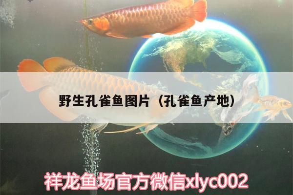 野生孔雀魚圖片（孔雀魚產(chǎn)地） 高背金龍魚