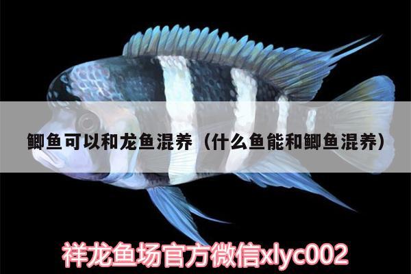 鯽魚可以和龍魚混養(yǎng)（什么魚能和鯽魚混養(yǎng)）