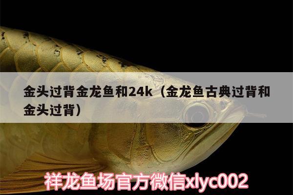 金頭過背金龍魚和24k（金龍魚古典過背和金頭過背）