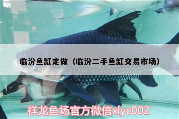 臨汾魚缸定做（臨汾二手魚缸交易市場(chǎng)） 短身紅龍魚