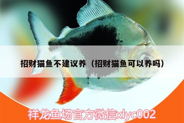 招財(cái)貓魚不建議養(yǎng)（招財(cái)貓魚可以養(yǎng)嗎）