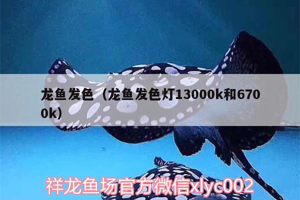 龍魚發(fā)色（龍魚發(fā)色燈13000k和6700k）