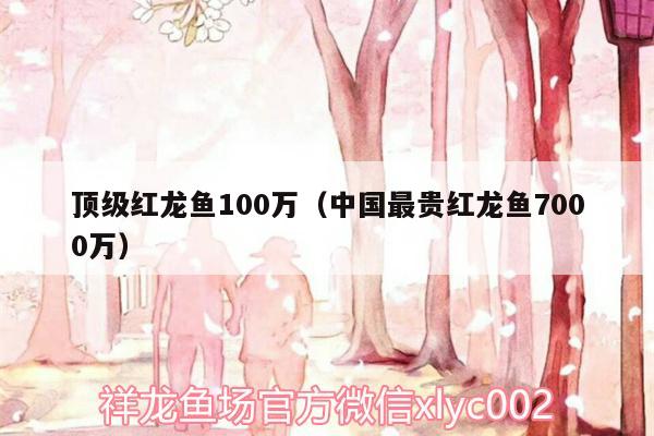 頂級紅龍魚100萬（中國最貴紅龍魚7000萬） 黃金貓魚百科