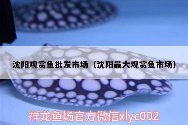 沈陽(yáng)觀賞魚(yú)批發(fā)市場(chǎng)（沈陽(yáng)最大觀賞魚(yú)市場(chǎng)） 觀賞魚(yú)批發(fā)