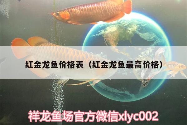 紅金龍魚價格表（紅金龍魚最高價格）