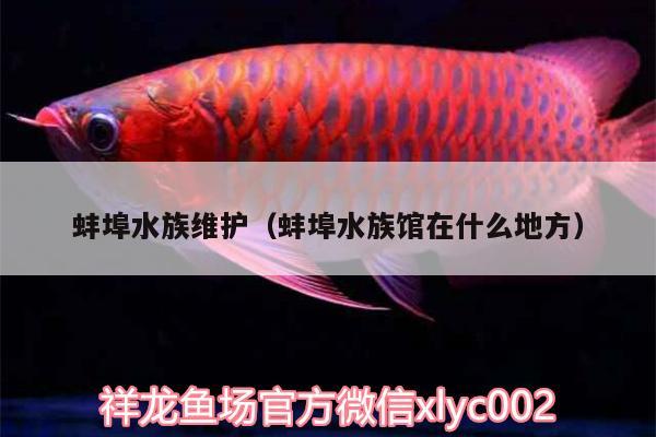 蚌埠水族維護(hù)（蚌埠水族館在什么地方）