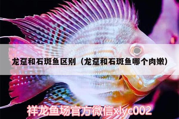 龍躉和石斑魚區(qū)別（龍躉和石斑魚哪個肉嫩） 泰國虎魚